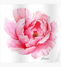 Rosa Aquarell Pfingstrose Poster