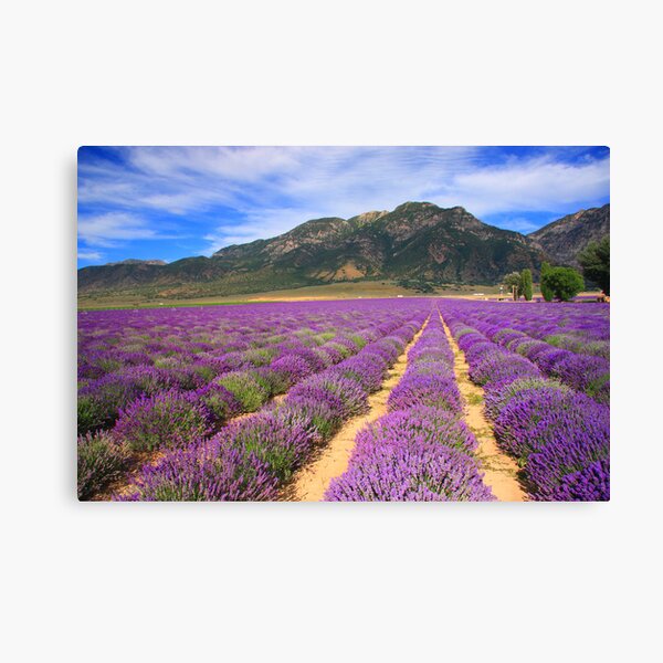 Lavender Fields Canvas Print
