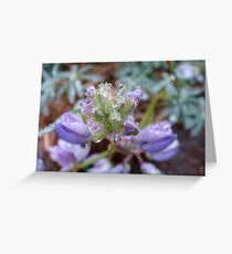 Lupin Greeting Card