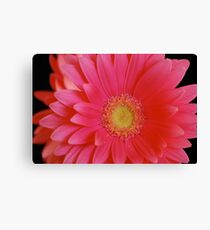 Lienzo Pink Gerbera Daisy