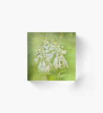 Lilies White Lilies Smell Very Sweet Acrylic Block