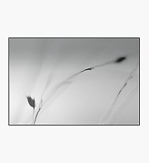 Blown away Photographic Print