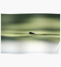 The Fly on the Chair Poster