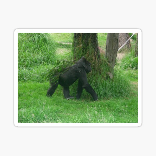 Gorillas 010 Sticker