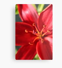 Red Outburst Metal Print