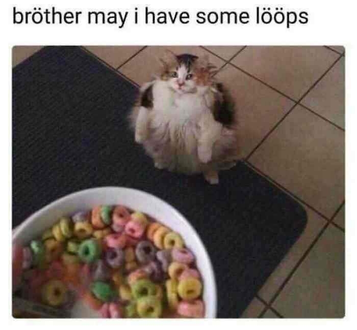 brother may i have some lรถรถps haha funny cat brother may i have some lรถรถps haha funny cat
