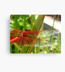 Flame Skimmer wings, Getty Villa Metallbild