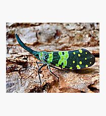 Horned bug, Thailand Photographic Print