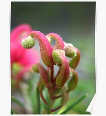 Grevillea Tips Poster