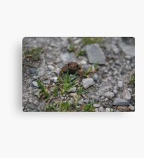 Baby Frog Canvas Print