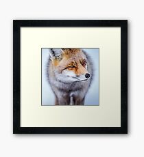 Fox Impression encadrée