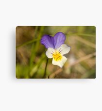 Viola Metal Print