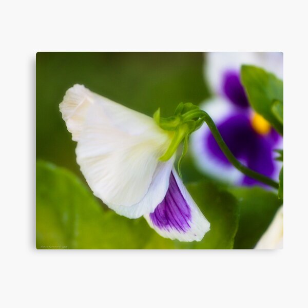 Violetta sfumata Canvas Print