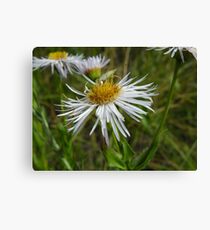 An insect Canvas Print