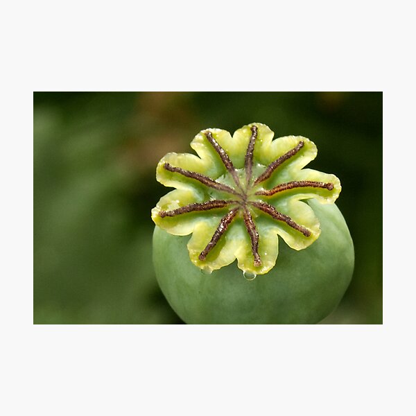 Wax ornament on top Photographic Print