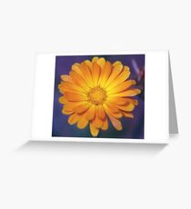 Bicolor Calendula Flower Greeting Card