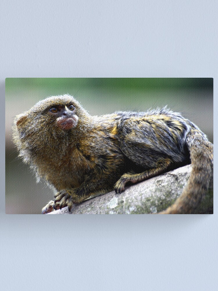 Alternate view of Pygmy Marmoset Canvas Print