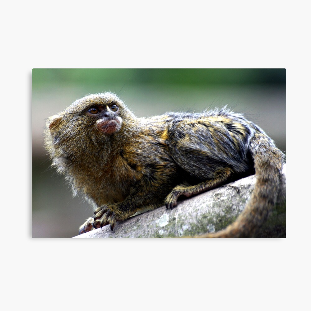 Pygmy Marmoset Canvas Print