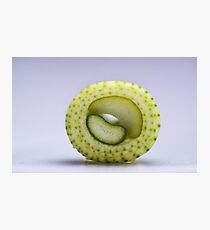 Leek Cut Photographic Print