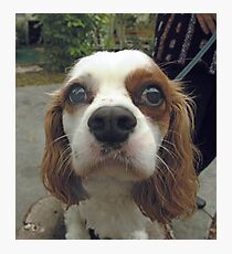 Duffy Photographic Print