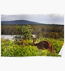 Australian Landscape Poster