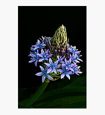 Caribbean Lily Photographic Print