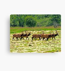 Eight Bull Elk All in Velvet Canvas Print
