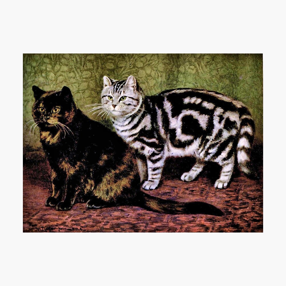 Tortoiseshell And Silver Tabby Cats Photographic Print