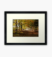 Path through autumn forest Framed Print