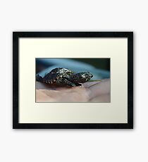Baby Snapping Turtle #2 Framed Print