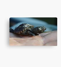 Baby Snapping Turtle #2 Canvas Print