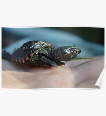 Baby Snapping Turtle #2 Poster