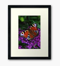 Papillon Framed Print