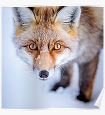 Neugieriger Fuchs Poster
