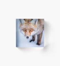 Neugieriger Fuchs Acrylblock