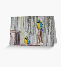 2 Parrots Drawing Greeting Card