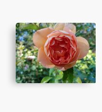Peach Rose Canvas Print