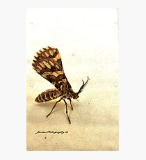 The Mothman Photographic Print