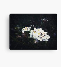 Soft Flowers Canvas Print