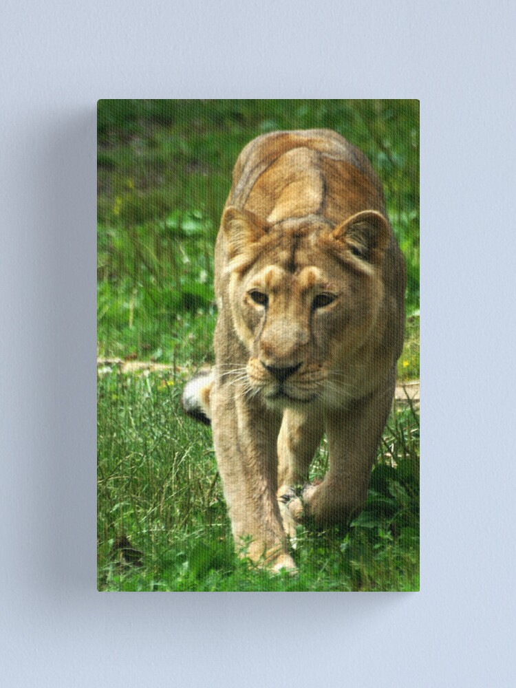 Alternate view of Kalinga the Asiatic Lioness Canvas Print