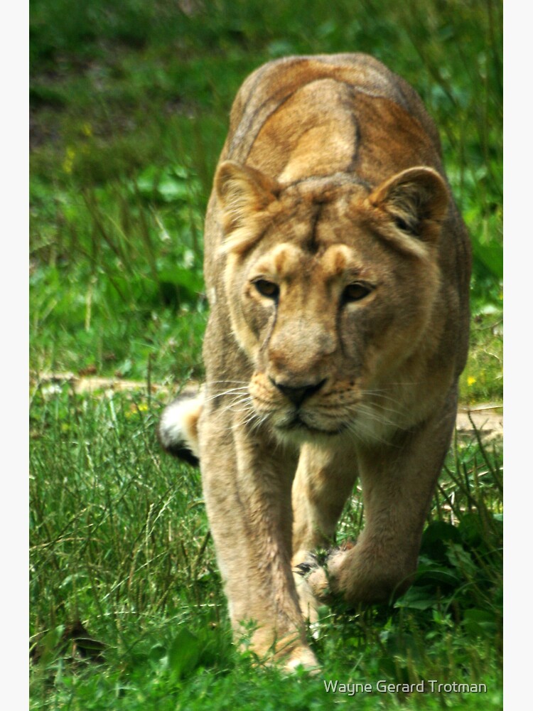 Kalinga the Asiatic Lioness by redmoondragon