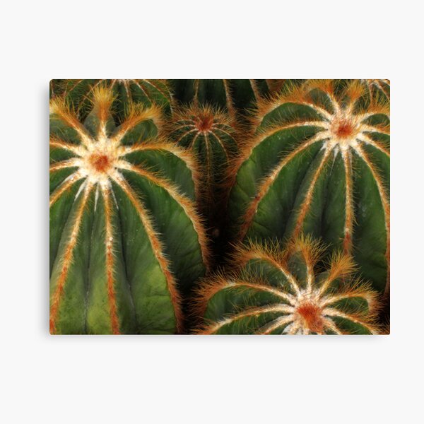 Cacti Canvas Print