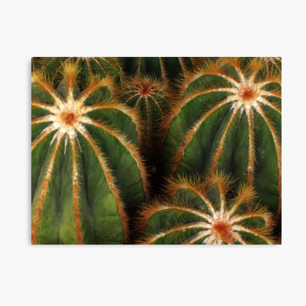 Cacti Canvas Print