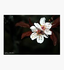 Blossom Beauties of the Night Photographic Print