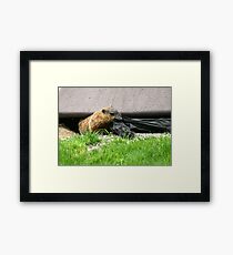 Guilty (2 of 2) Framed Print