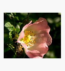 Wild Rose Photographic Print