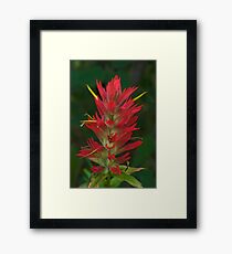 Indian Paintbrush Framed Print