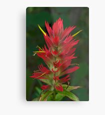 Indian Paintbrush Metal Print