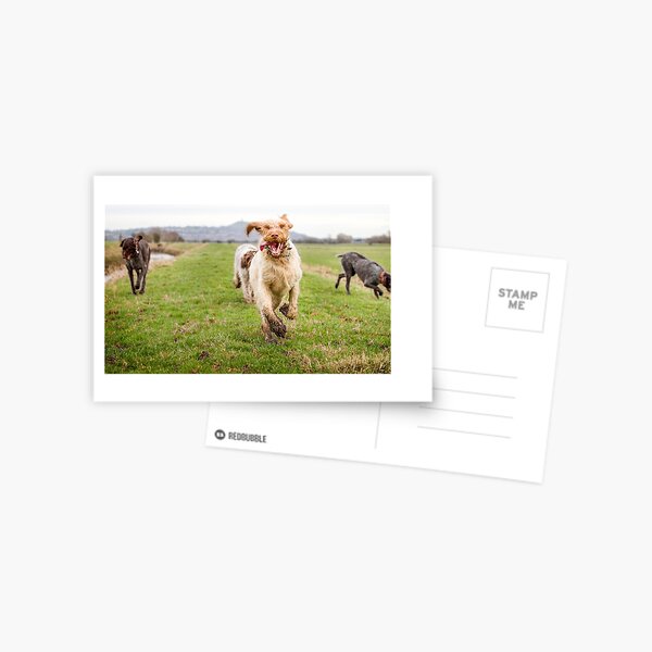 Galloping Away From Glastonbury Tor Postcard