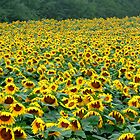 «Girasol después de la lluvia» de Ana Belaj